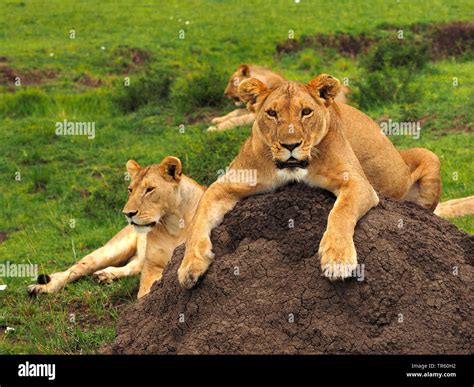 Lion Cub Panthera Leo Lying On A Mound Hi Res Stock Photography And