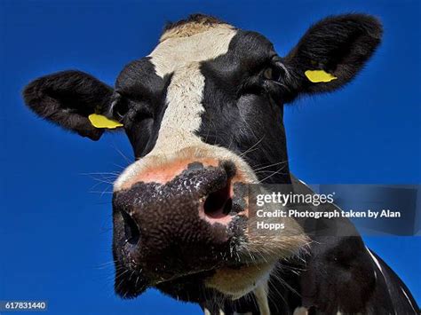 Dairy Cow Portrait Photos And Premium High Res Pictures Getty Images