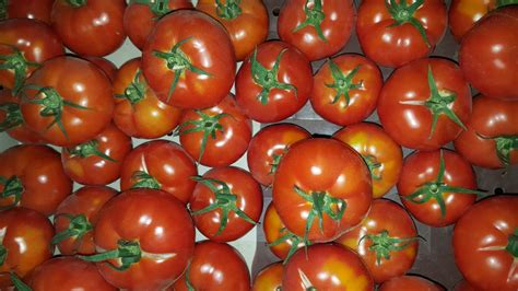 Tomate à farcir Au Potager de Bécheret