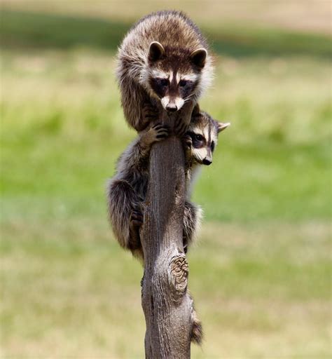 9 Funny Raccoon Pictures to Make You Smile Today - Birds and Blooms