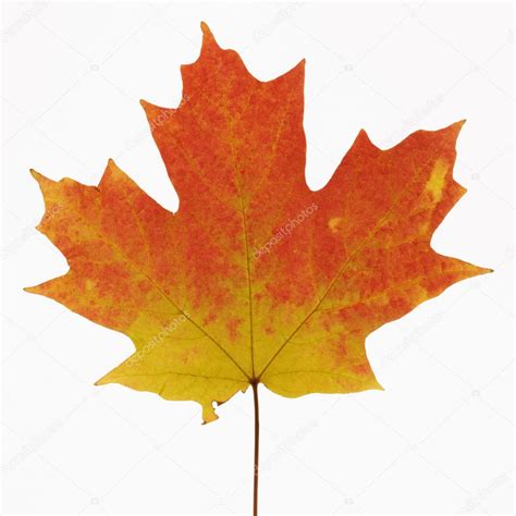 Maple leaf in Fall color. — Stock Photo © iofoto #9530703