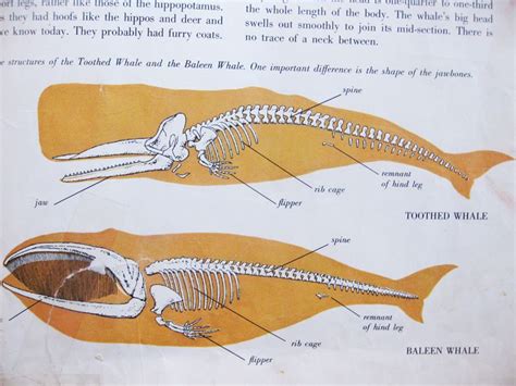 Toothed Whales Vs Baleen Whales Clipart