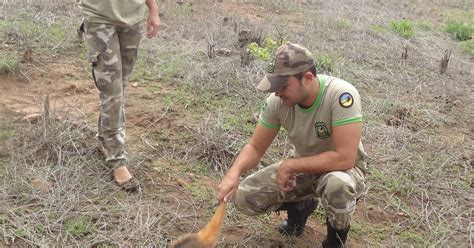 Patrulha Ambiental Itinerante Patrulha Ambiental resgata e devolve à