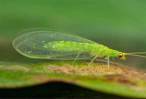 Guide To Using Lacewings On Houseplants Plants For All Seasons