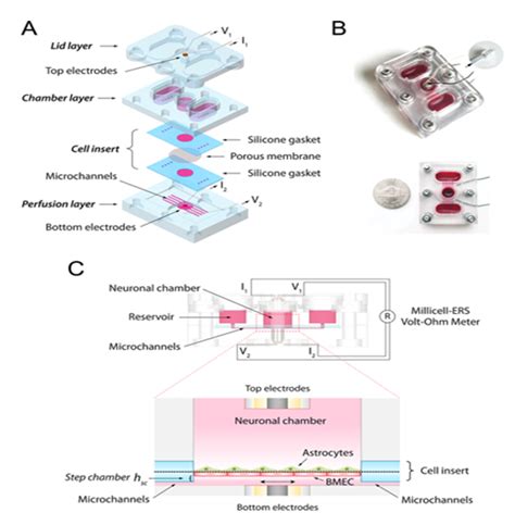 Transepithelial Endothelial Electrical Resistance Teer Theory And