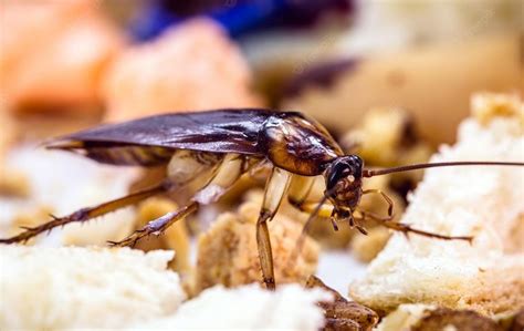 How To Get Rid Of Roaches In Your Austin Home - Daniel Pest Control