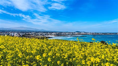 満開の済州島：キャノーラの花の季節の魔法を発見する Agoda See The World For Less