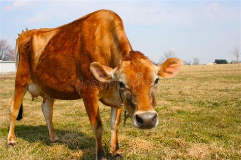 Brown Swiss Cow stock photo. Image of meadow, farm, nature - 20995664