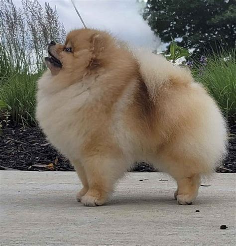 Criaderos De Pomerania En Mexico Pomeranias Mx Guadalajara