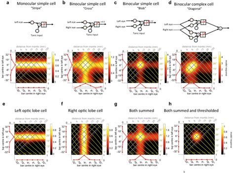 Models Of Visual Neurons After Ohzawa Et Al 1990 And Rosner Et Al Download Scientific