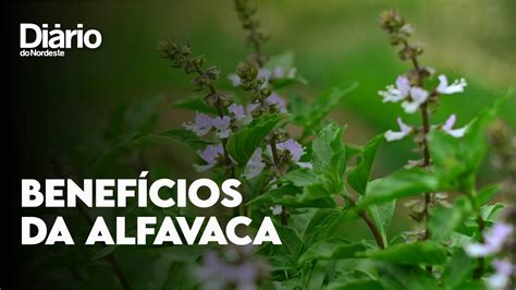 Alfavaca saiba o que é e para que serve a planta YouTube