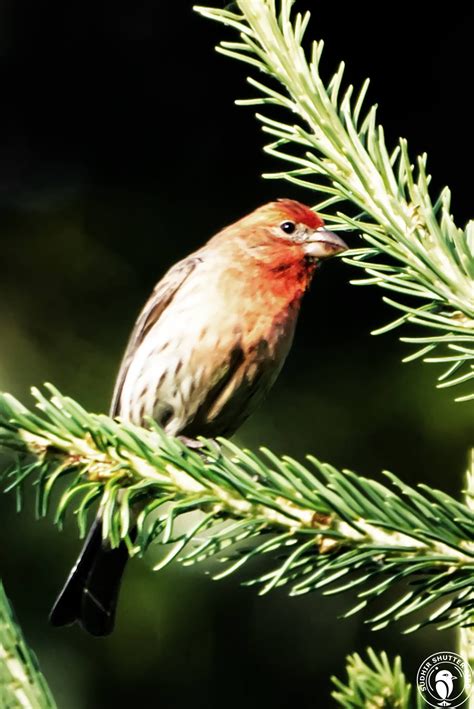 Birds of Canada – Birds of India – Walk Through