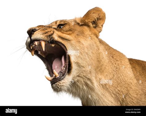 Roaring Lioness