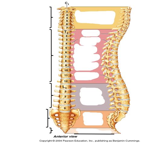 Vertebrae Anatomy And Physiology Ch7 Skeleton Diagram Diagram Quizlet