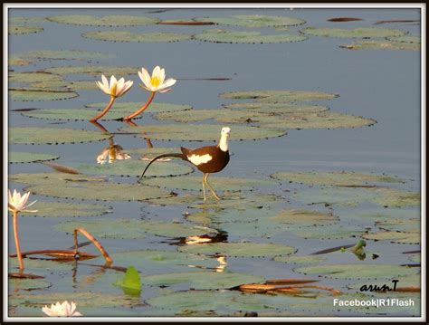 Pheasant Tailed Jacana Project Noah