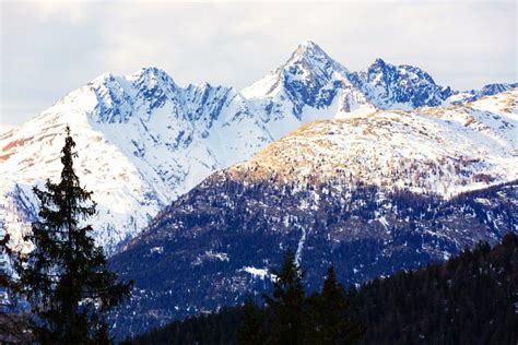 Coniferous Forest And Snowy Mountains Of Simplon Pass Stock Photo