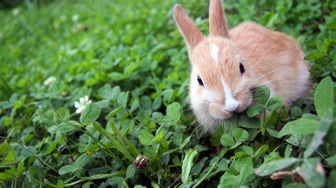 How To Care For Your Rabbits Teeth Planet Pet