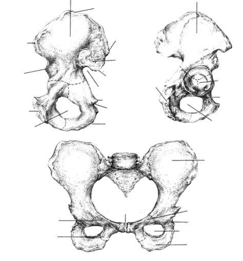 Os Coxae Diagram Quizlet