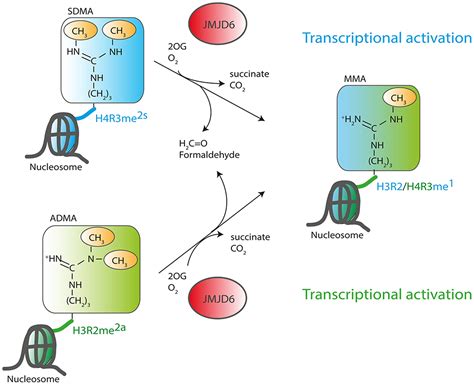 Frontiers Jmjd6 A Jmjc Dioxygenase With Many Interaction Partners