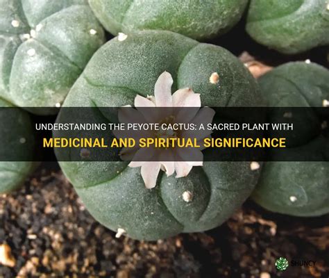 Understanding The Peyote Cactus: A Sacred Plant With Medicinal And ...