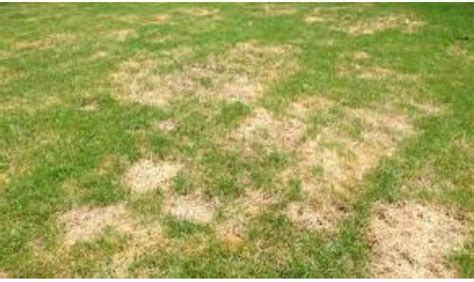 5 St Augustine Grass Diseases {identification With Pictures} Gardenic Home