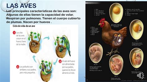 Ciclo De Vida Mamíferos Aves Reptiles Aves Y Peces Youtube