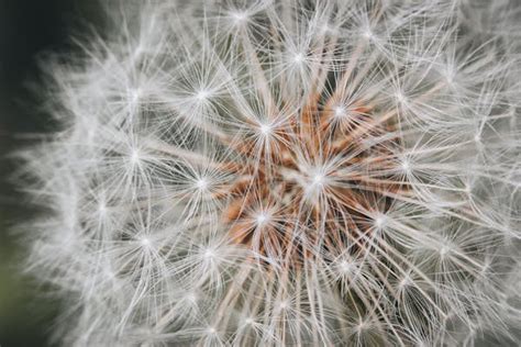 Dandelion Seeds in Close Up · Free Stock Photo