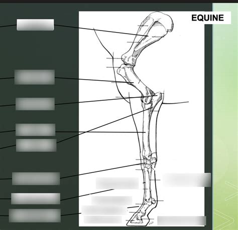 Front horse leg anatomy Diagram | Quizlet