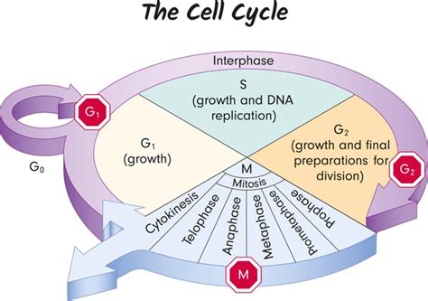 2,405 Cell Cycle Diagram Royalty-Free Photos and Stock Images ...