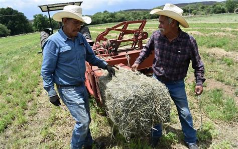 Aumento De 155 En Precio De Alimento Para Ganado Pone En Jaque A