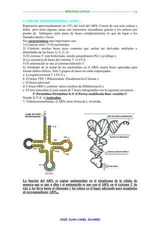 Cidos Nucleicos Pdf