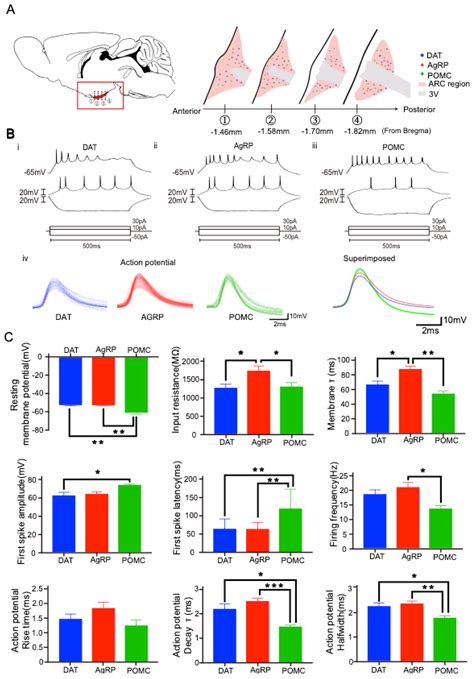 Ijms Free Full Text Distinct Firing Activities Of The Hypothalamic