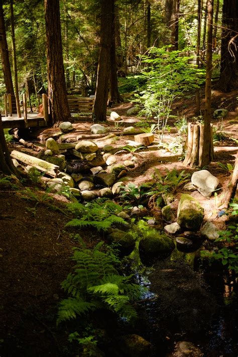 Was ist ein Kraftplatz in der Natur und warum ist er wichtig für