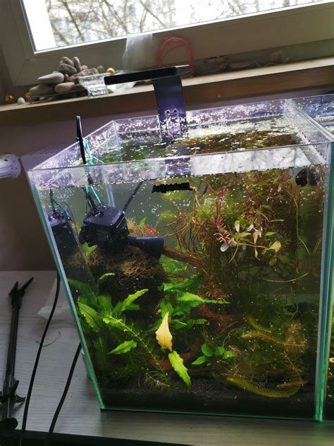 Akwarium Krewetkarium 30l Aquael Warszawa Ursus OLX Pl