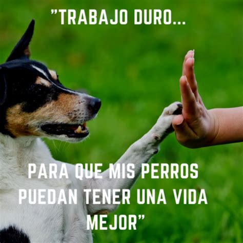 Mejores Frases Sobre Perros Y Su Fidelidad