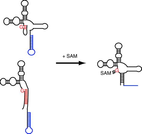 Schematic Illustration Of Conformational Collapse Of The Sam I