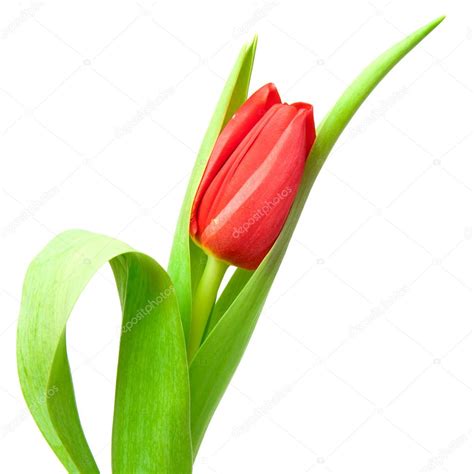 Red Tulip — Stock Photo © Loskutnikov 4619300