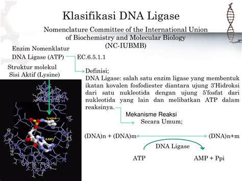 klasifikasi mekanisme  aplikasi enzim dna ligase powerpoint