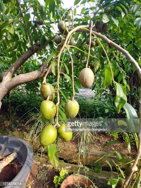 June Plum Tree Photos and Premium High Res Pictures - Getty Images