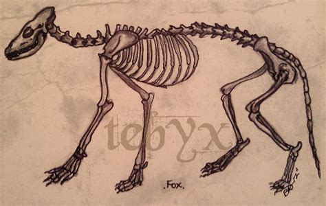 Fox Skeleton by Tebyx on DeviantArt