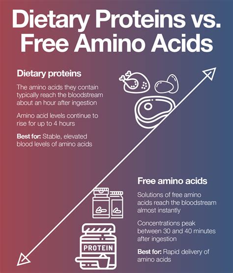 Proteins Vs Free Amino Acids Which Is Easiest For Body To Digest