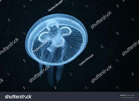 Moon Jellyfish Aurelia Aurita In An Aquarium Stock Photo 236819803