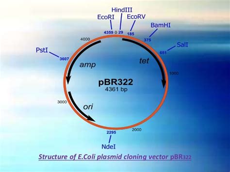 Molecular Cloning - Vectors: Types & Characteristics