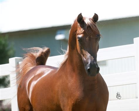 Mystica Arabians :: Arabian Horses, Stallions, Farms, Arabians, for ...