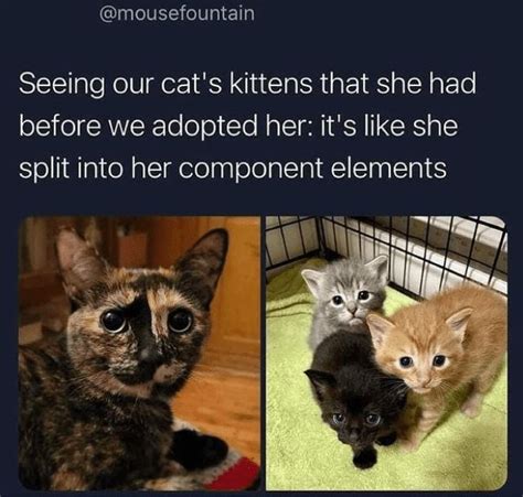 Halfway To Caturday Purrfectly Funny Cat Memes And Tweets November 30