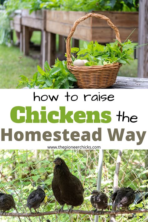 How To Raise Chickens The Pioneer Chicks