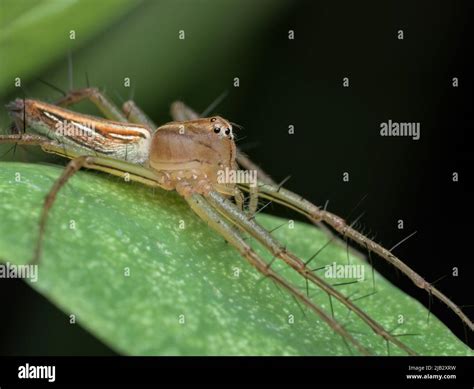 Grass Lynx Spider Hi Res Stock Photography And Images Alamy