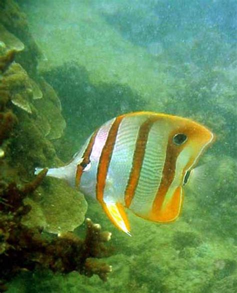 Reef Fishes Coral Reefs Of Singapore