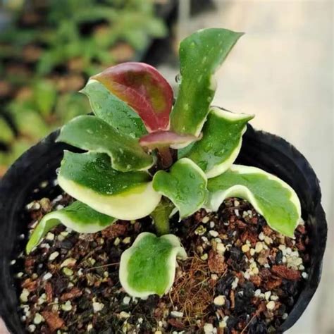 (Rare) Hoya carnosa holliana for sale - HappyForestStore