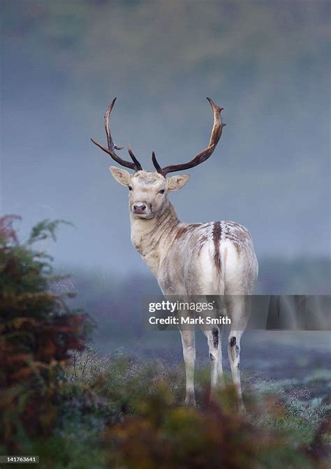 Portrait Of Fallow Deer Stag Mark Smith Posters Impressions